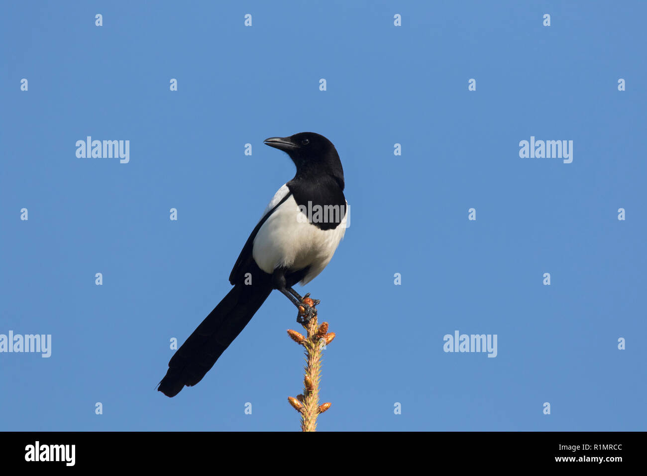 Eurasian magpie/gemeinsame Magpie (Pica Pica) im Baum gegen den blauen Himmel thront Stockfoto