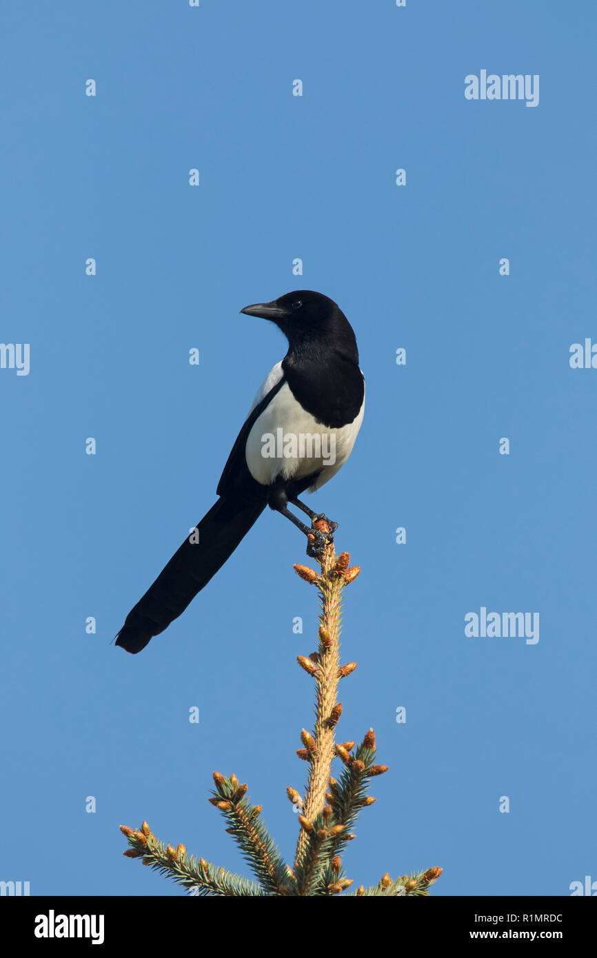 Eurasian magpie/gemeinsame Magpie (Pica Pica) im Baum gegen den blauen Himmel thront Stockfoto