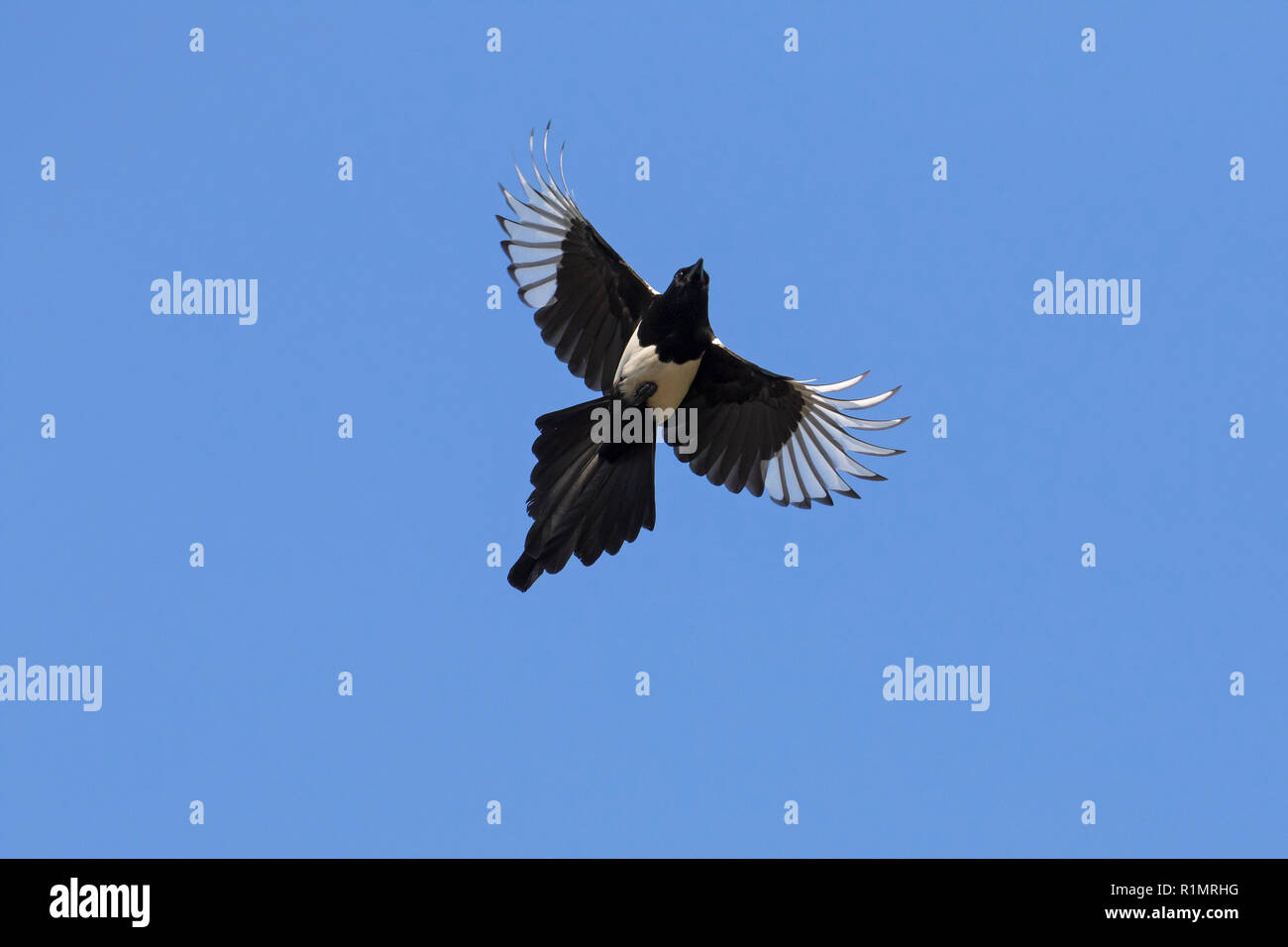 Eurasian magpie/gemeinsame Magpie (Pica Pica) im Flug gegen den blauen Himmel Stockfoto