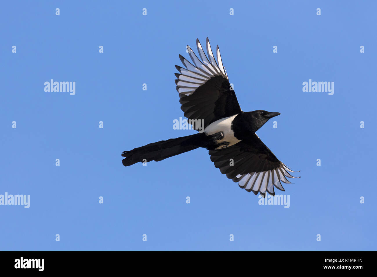 Eurasian magpie/gemeinsame Magpie (Pica Pica) im Flug gegen den blauen Himmel Stockfoto