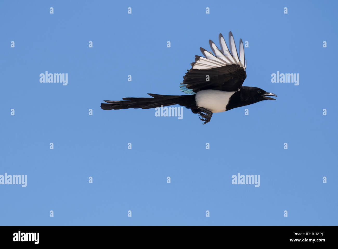 Eurasian magpie/gemeinsame Magpie (Pica Pica) Aufruf im Flug gegen den blauen Himmel Stockfoto