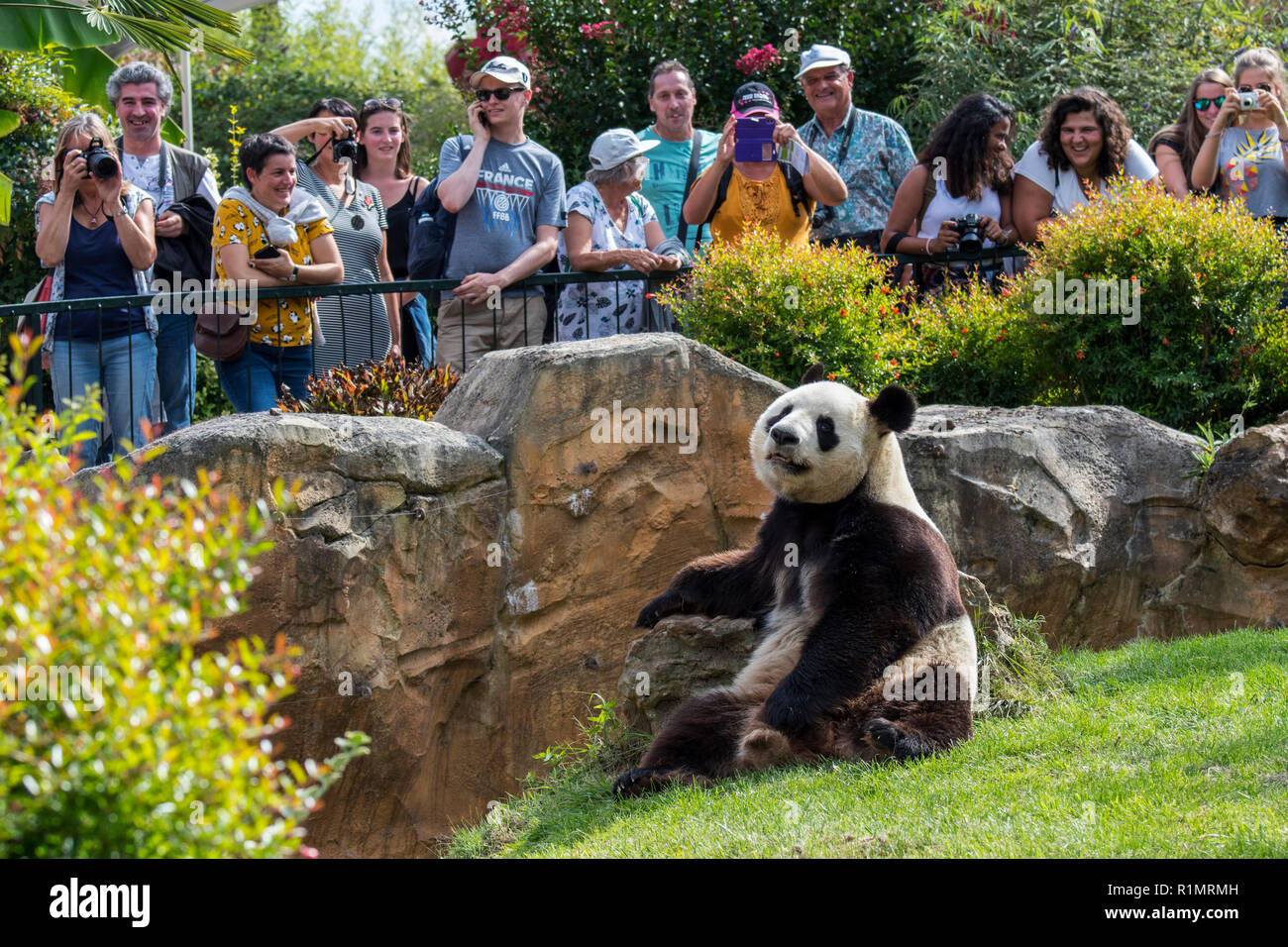 Besucher/Touristen, bei Giant panda (Ailuropoda lalage) im Zoo am ZooParc de Beauval, Frankreich Stockfoto
