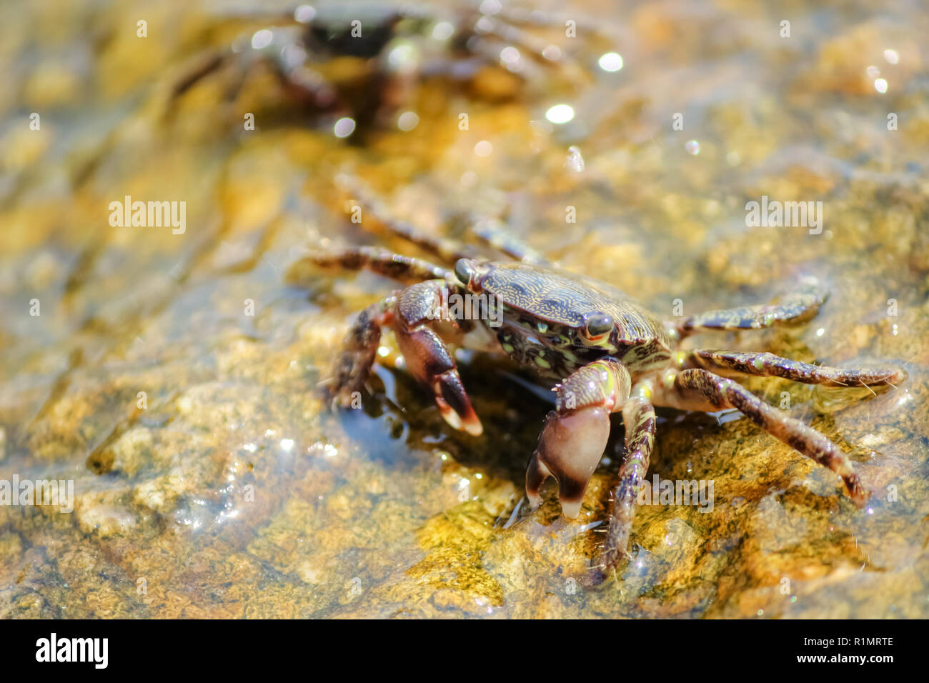 Kleine Krabben auf Rock mit Algen und Wasser. Stockfoto