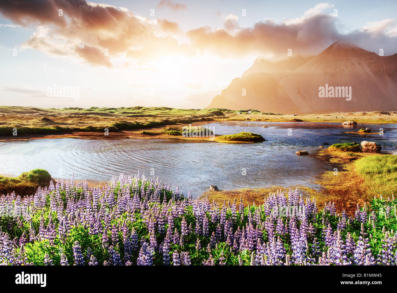 Sonnenuntergang über den Bergen. e malerische Landschaften mit Wäldern und Bergen von Island. Wilde Blaue Lupine blühen im Sommer Stockfoto