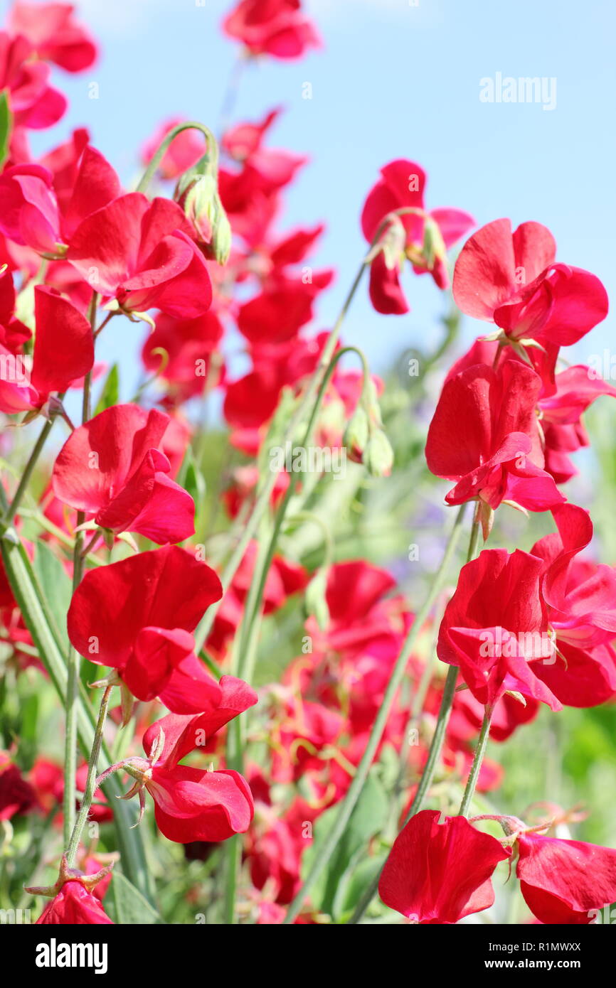 Lathyrus Odoratus. Sweet pea 'Winston Churchill', ein tiefes Rot, stark duftenden Kletterer Stockfoto