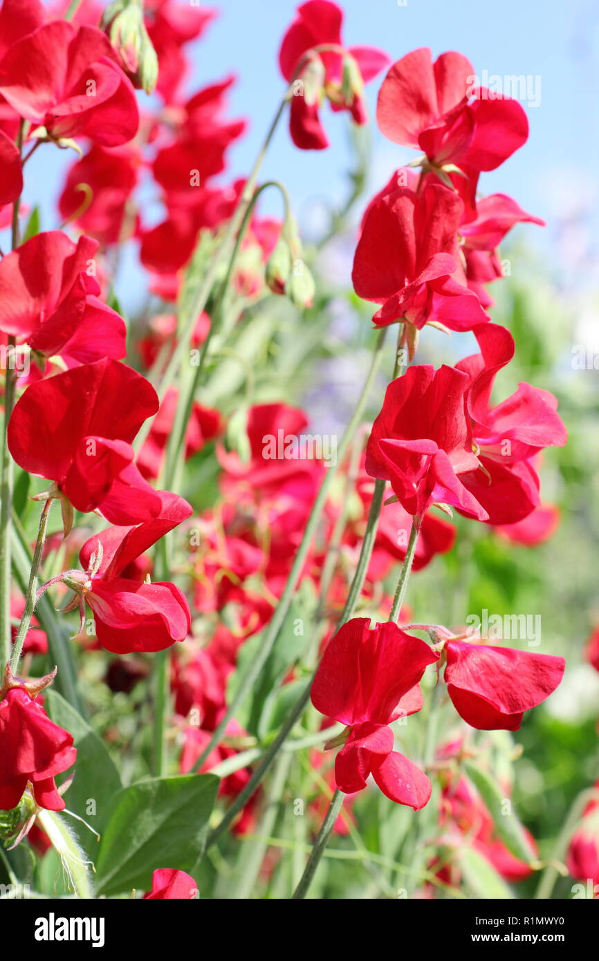 Lathyrus Odoratus. Sweet pea 'Winston Churchill', ein tiefes Rot, stark duftenden Kletterer Stockfoto