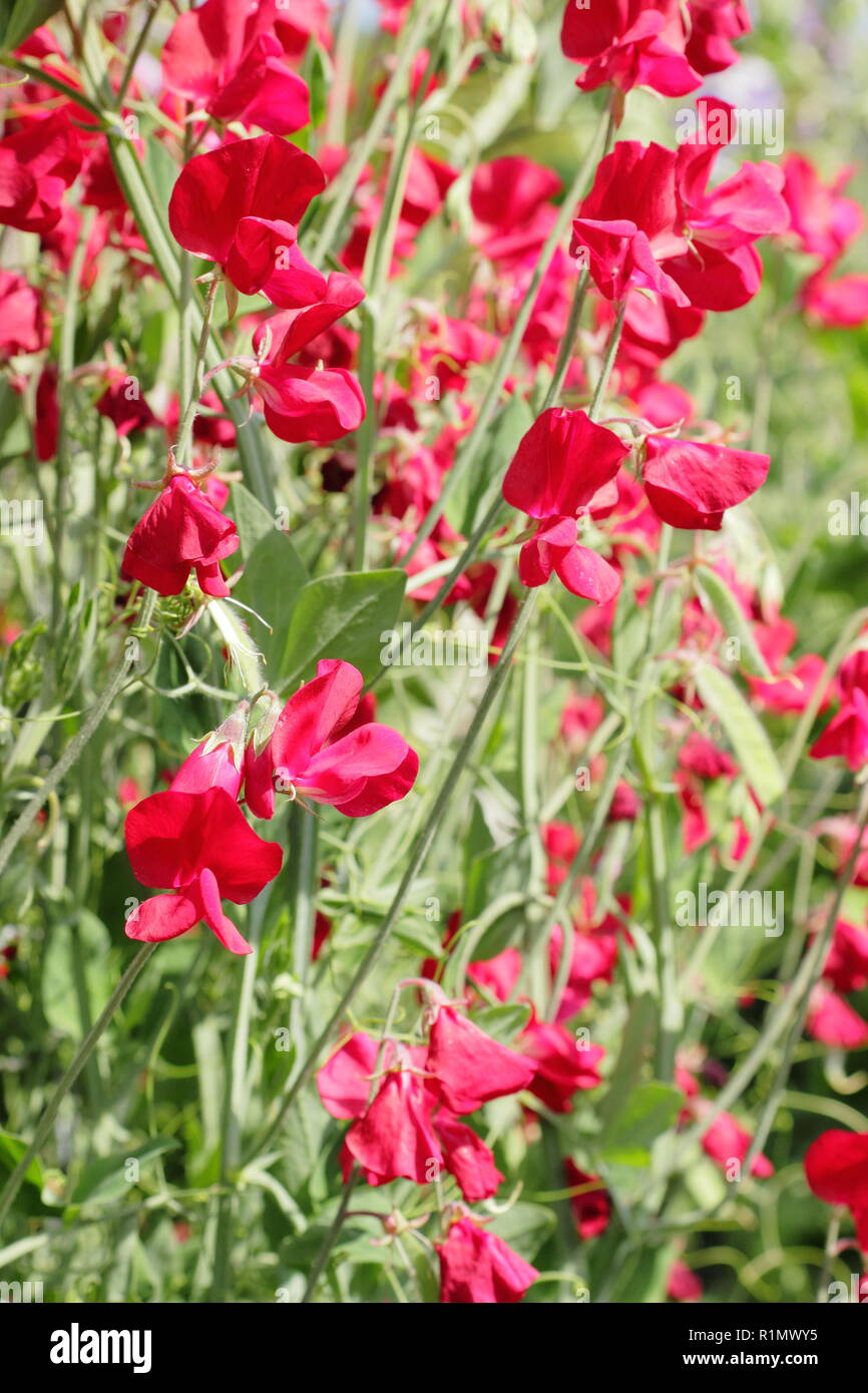 Lathyrus Odoratus. Sweet pea 'Winston Churchill', ein tiefes Rot, stark duftenden Kletterer Stockfoto