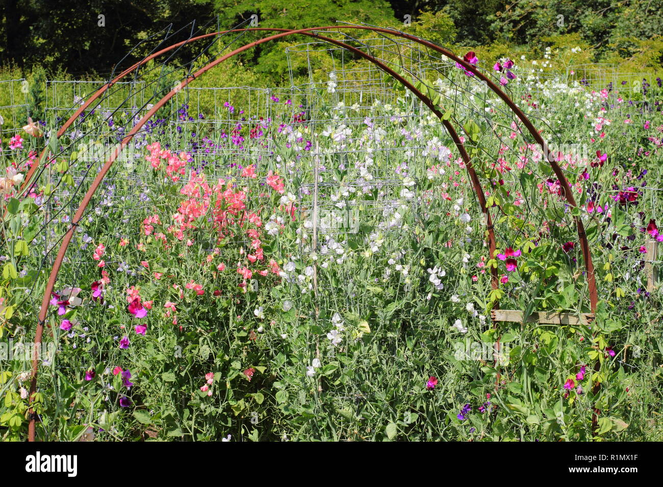 Lathyrus Odoratus. Zuckererbsen aufwachsen Kabel Spalten während Sweet Pea Woche im Easton Walled Gardens, Easton Immobilien, Sommer, Lincolnshire, England, Großbritannien Stockfoto