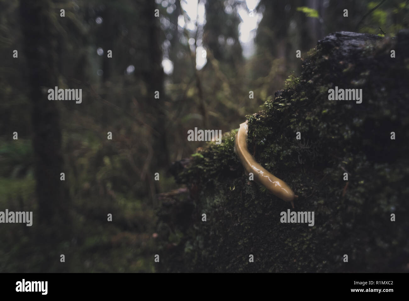 Banane Slug bei Hoh Regenwald Stockfoto