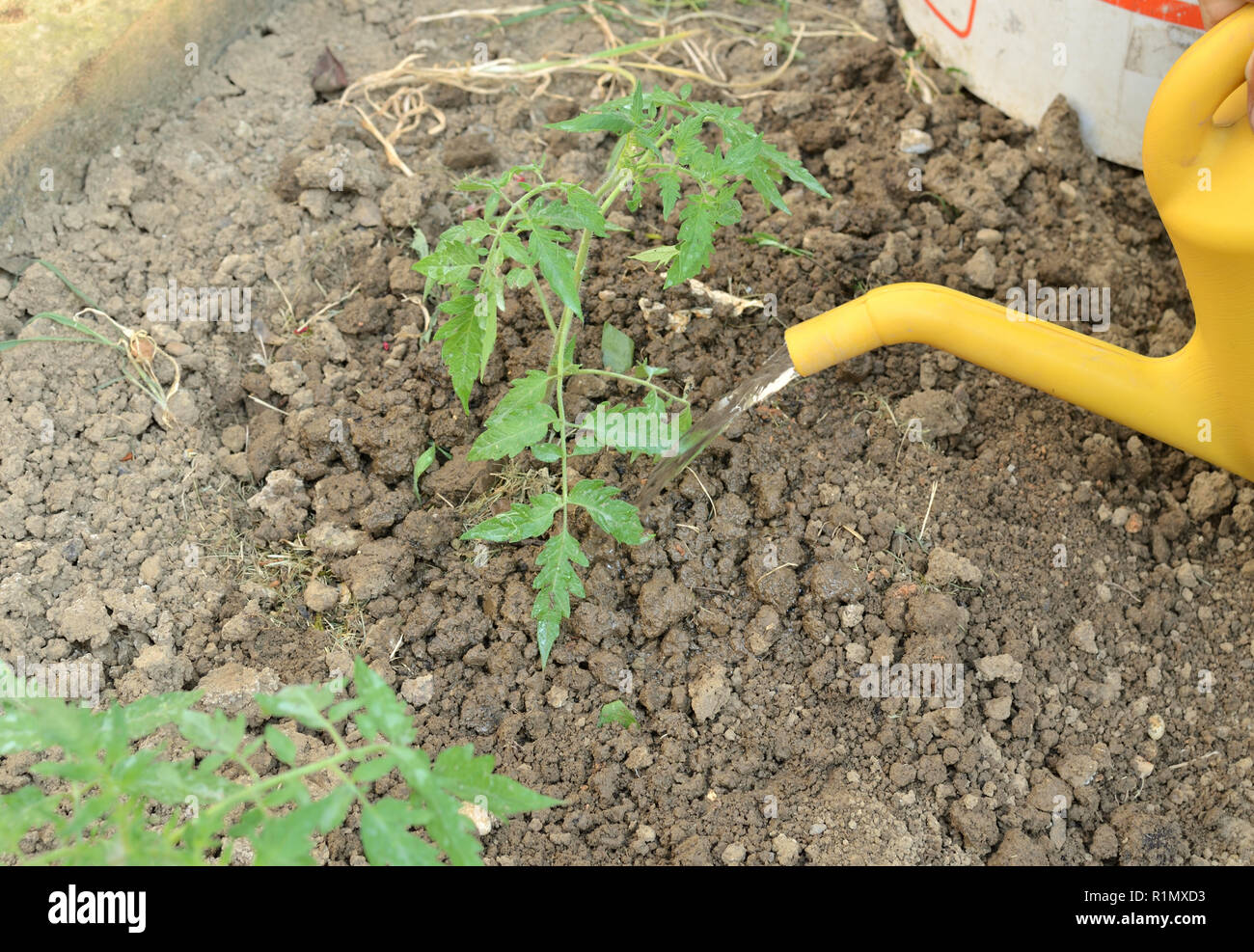 Bewässerung junge Pflanze, Tomate, Sämling, in einem Gemüsegarten im Frühjahr Stockfoto