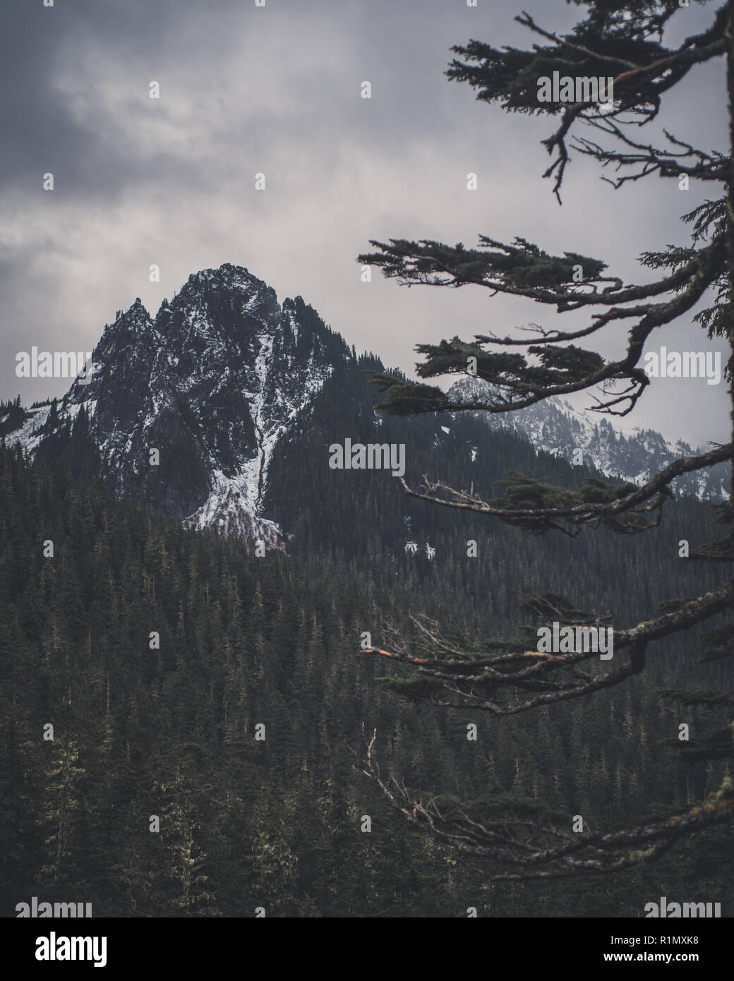 Mount Rainier Nationalpark Stockfoto