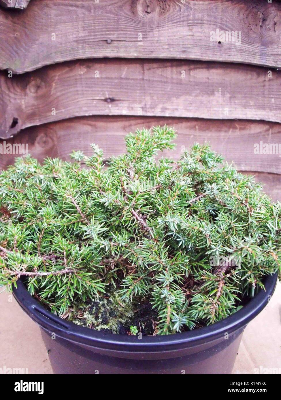 Juniperus communis grüner Teppich. Evergreen raumgreifend Juniper helle grüne Laub im Sommer Bronze grün im Winter. Steingärten und Container. Stockfoto