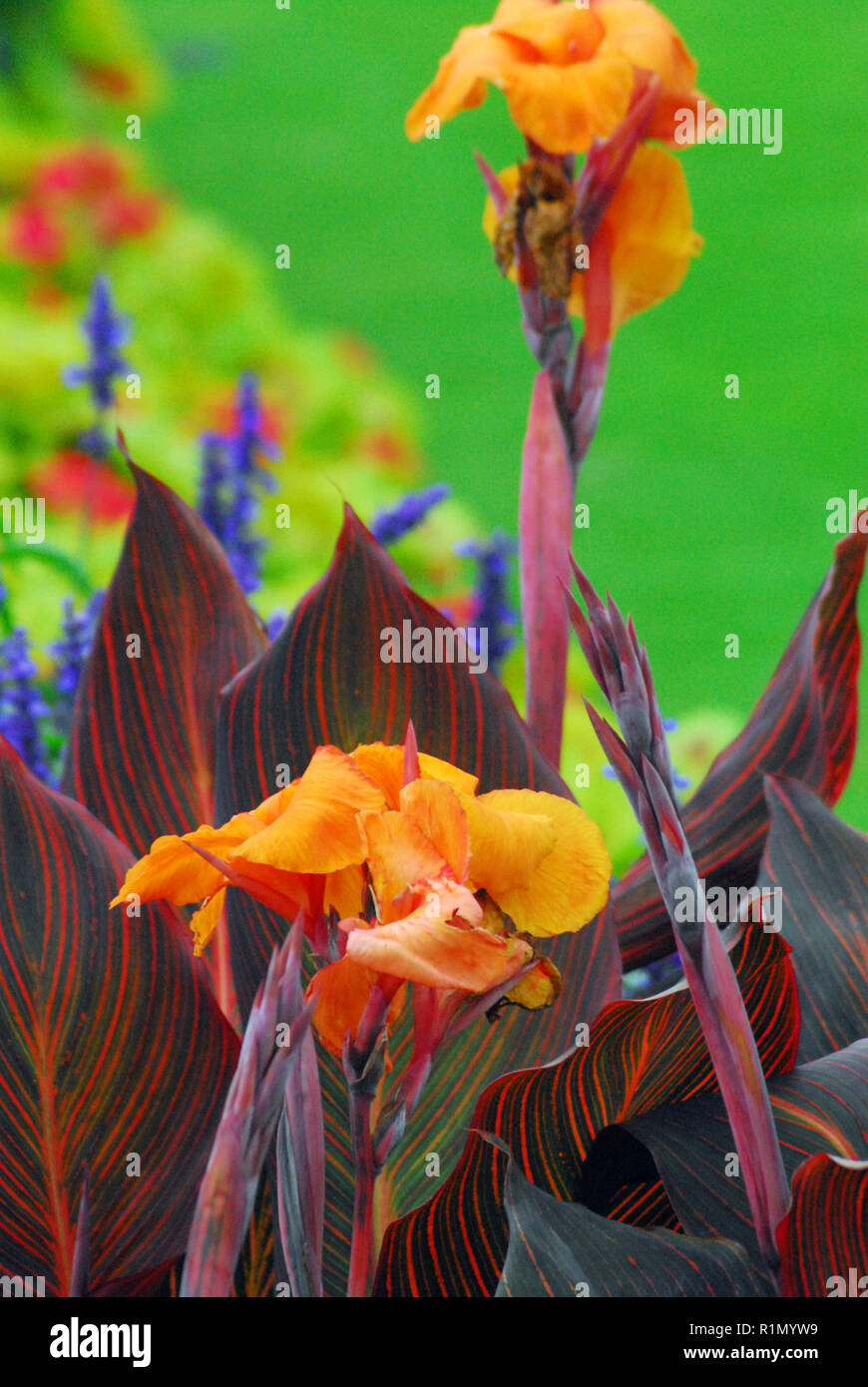 Ein englischer Garten in London mit wunderschön Bunte exotische orange Gladiolen und andere kontrastierenden bunte Blüten. Stockfoto