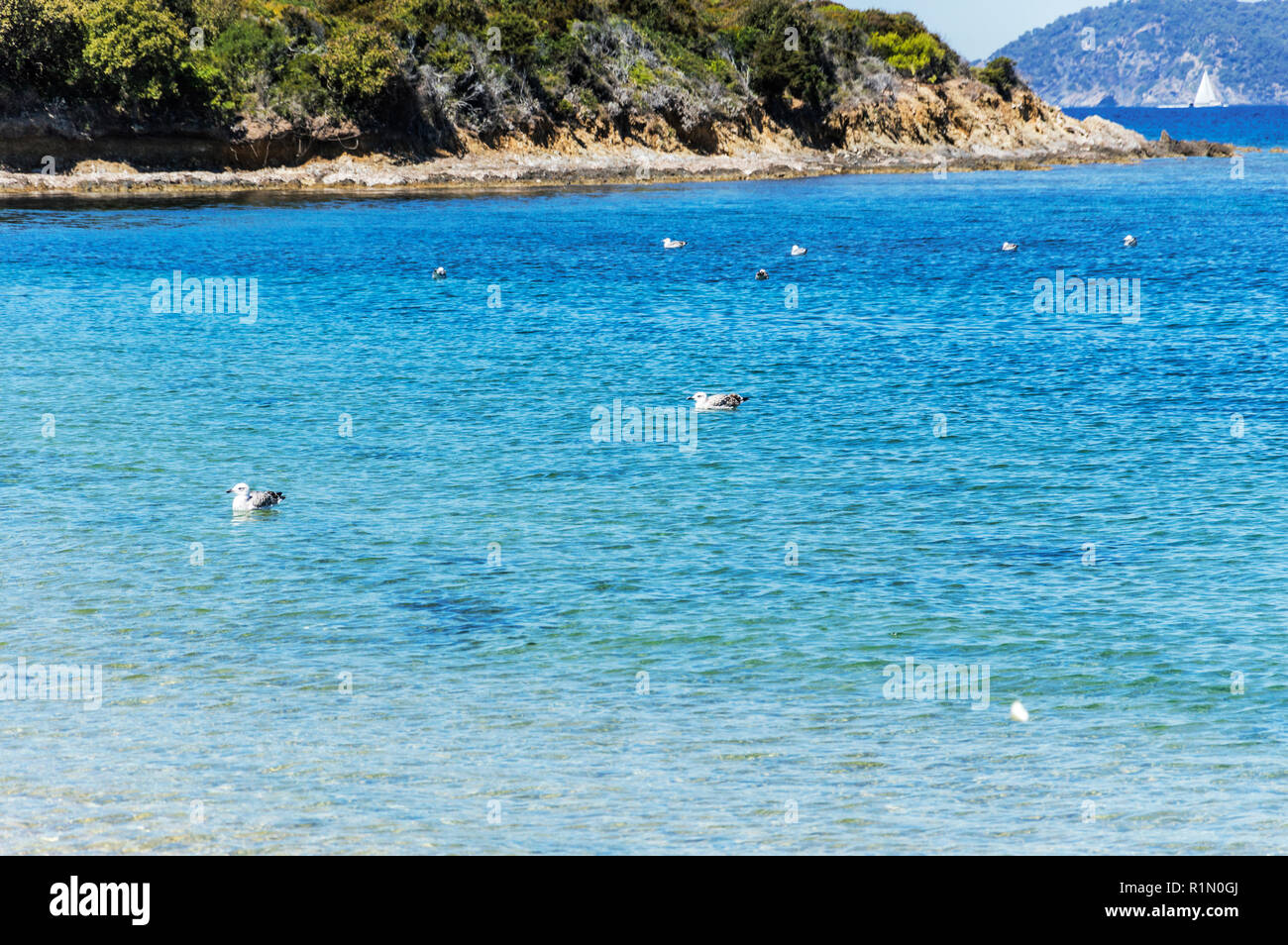 Seeküste im Sommer der Insel Porquerolles Stockfoto