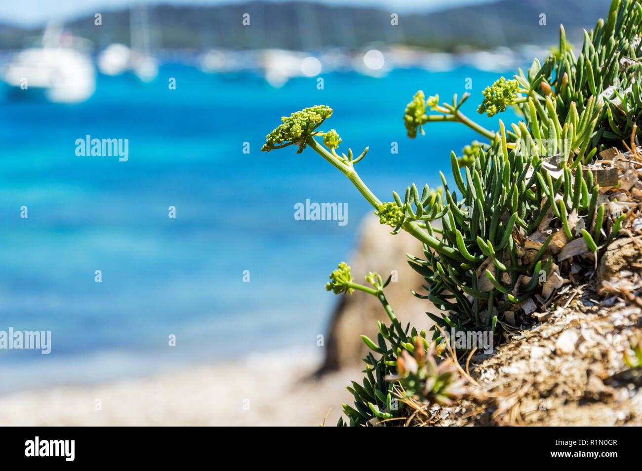 Seeküste im Sommer der Insel Porquerolles Stockfoto