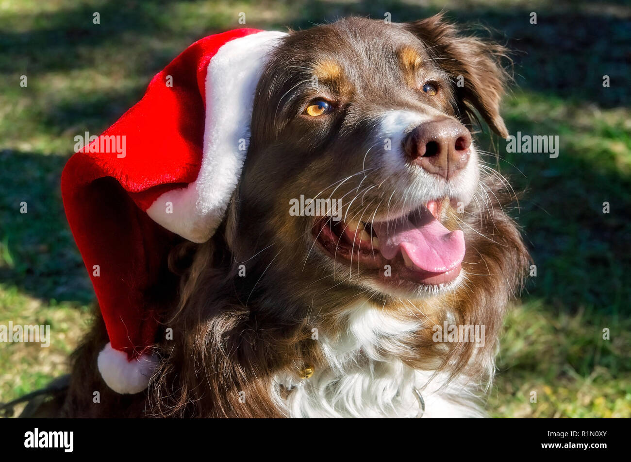 Cowboy, ein red-tri Australian Shepherd, trägt ein Santa hat Heiligabend, Dez. 24, 2013. (Foto von Carmen K. Sisson/Cloudybright) Stockfoto