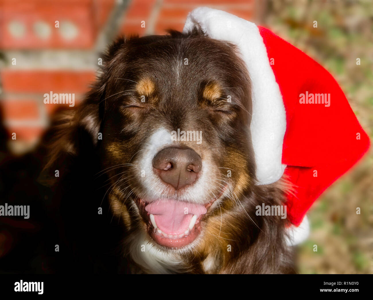 Cowboy, ein red-tri Australian Shepherd, schließt seine Augen, als er lacht beim Tragen eines Santa hat Heiligabend, Dez. 24, 2013. (Foto von Carmen K. Sis Stockfoto