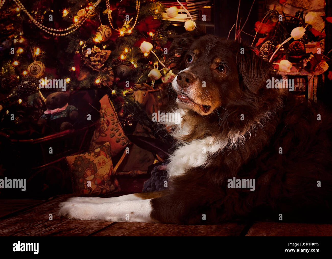 Cowboy, eine 9-jährige Australian Shepherd, wird dargestellt, an Weihnachten, Dez.25, 2017, in Coden, Alabama. Stockfoto