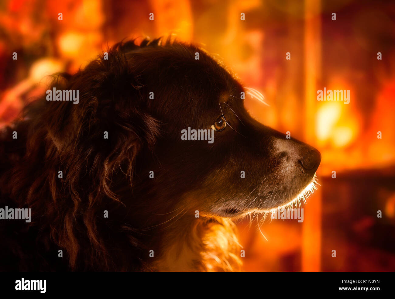 Cowboy, eine 9-jährige Australian Shepherd, wird dargestellt, vor einem Kamin, Dez.27, 2017, in Coden, Alabama. Stockfoto