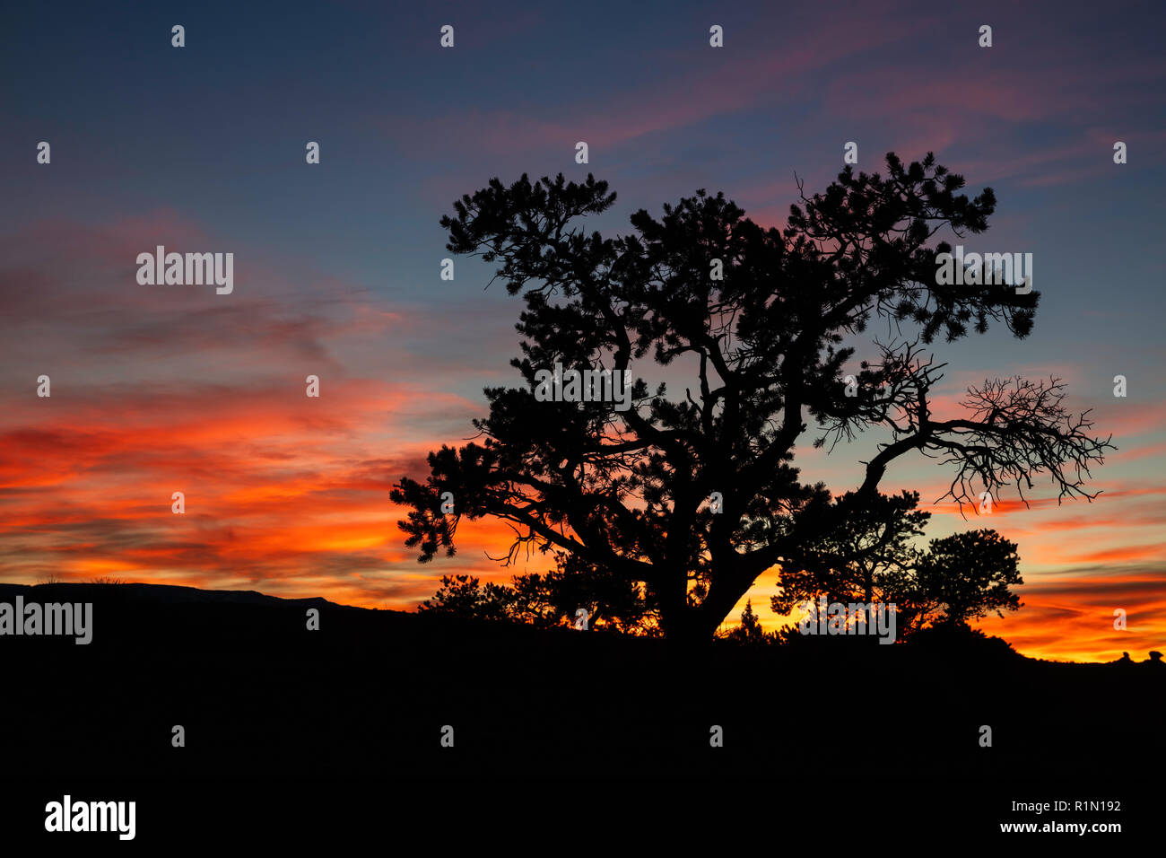 Pinyon Kiefer gegen einen genialen Sonnenuntergang Silhouette, Capitol Reef National Park, Utah Stockfoto