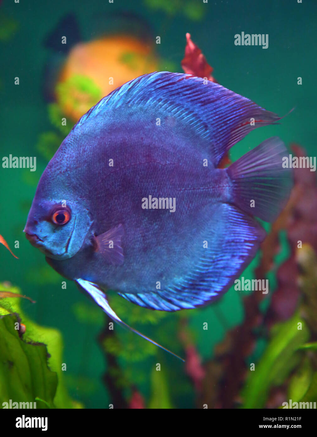 Blauer Diskus Fische im Aquarium Stockfoto