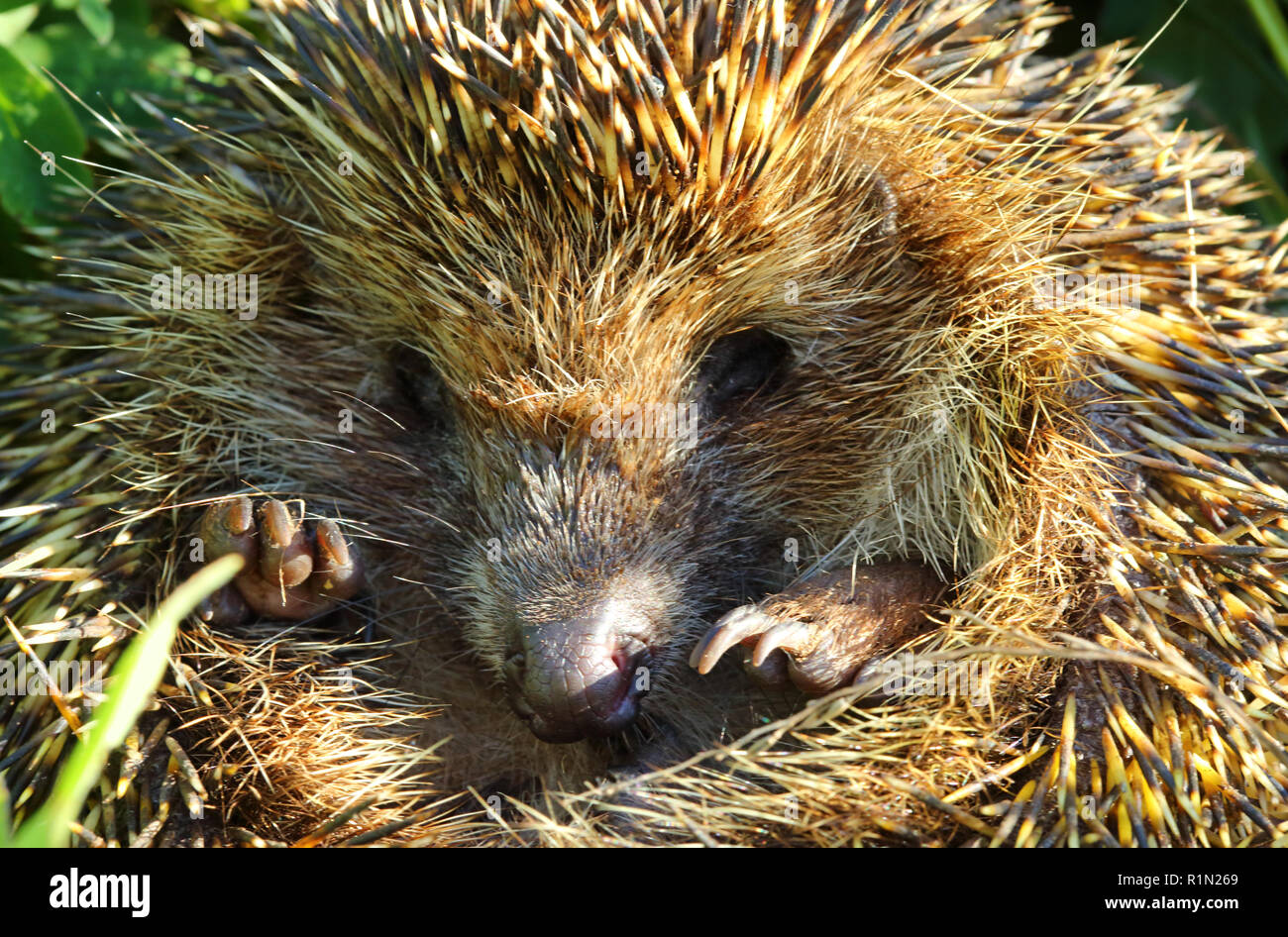 Hedgehog gewellt closeup Stockfoto