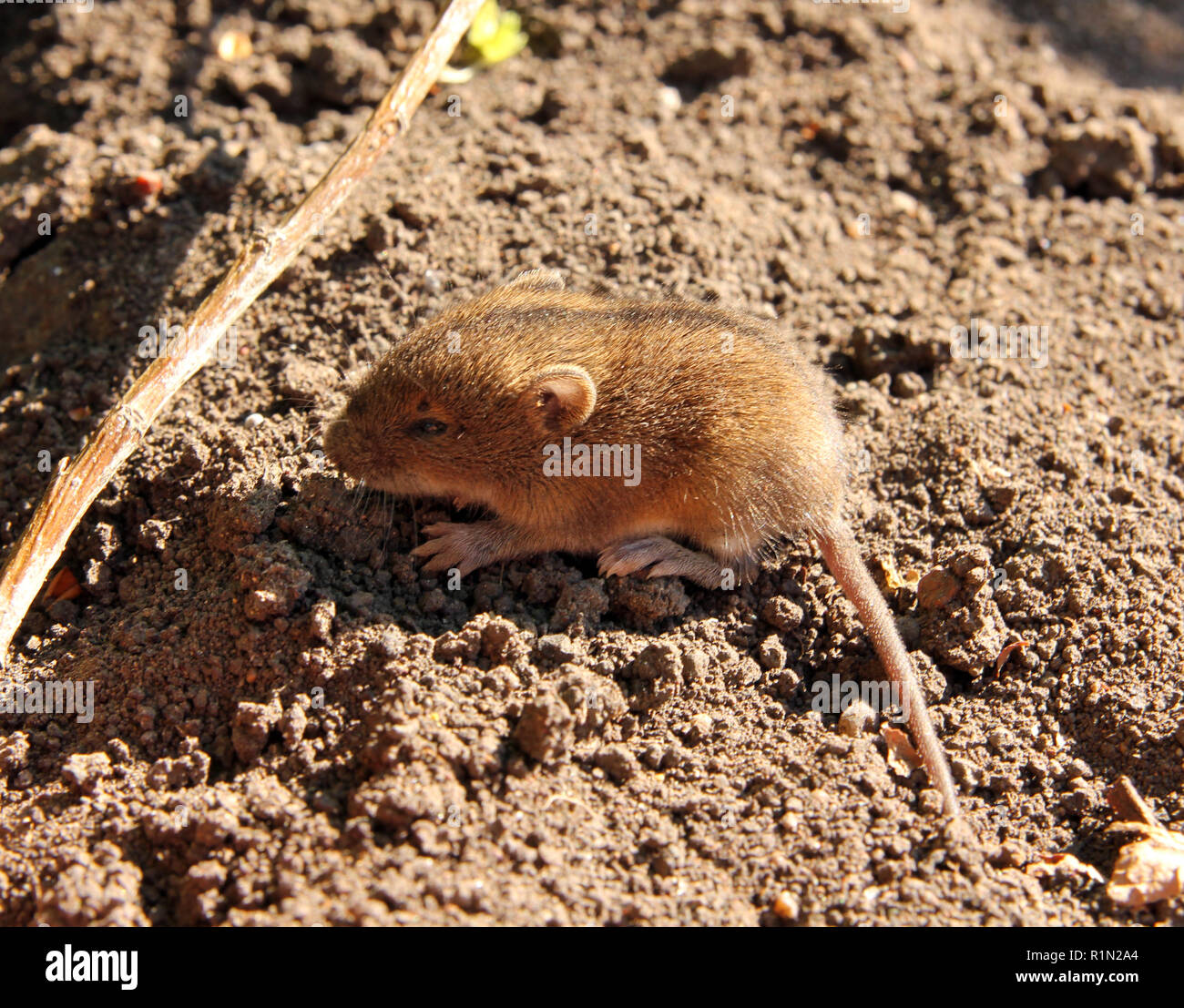 kleine Maus Stockfoto