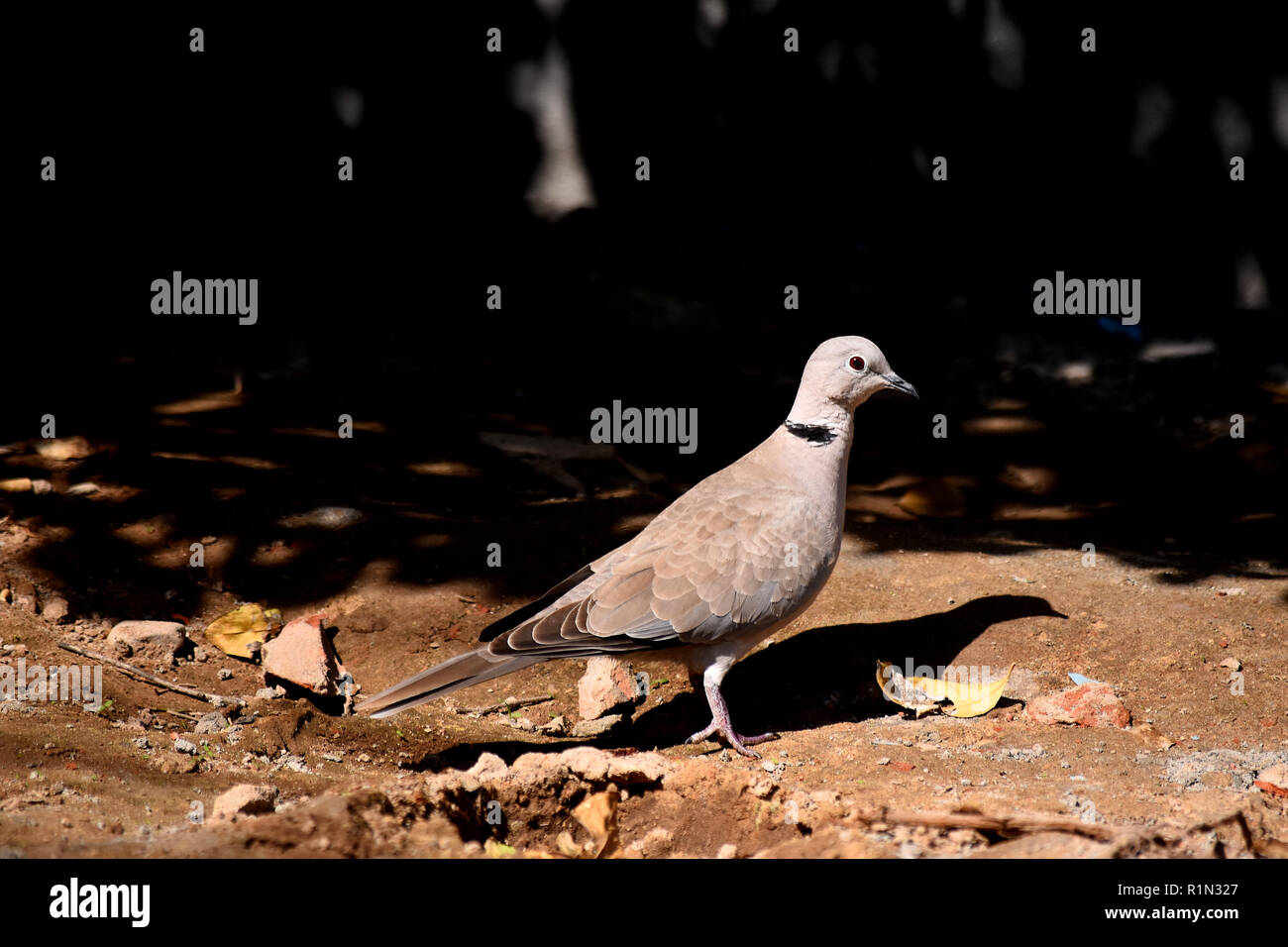 Ring-necked Dove. Stockfoto