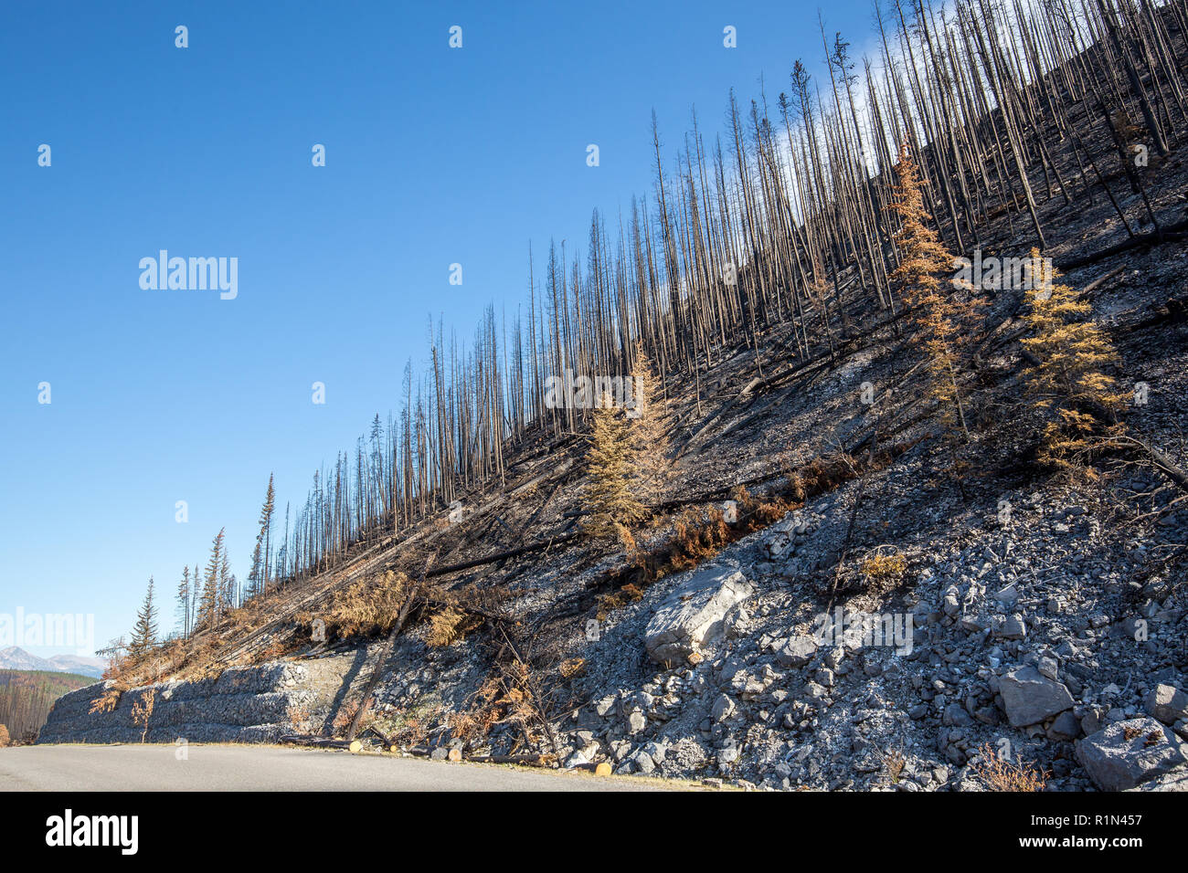 Verbrannte Bäume neben Medizin See in Jasper National Park, Kanada. Diese sind reminents der Juli 2015 Excelsior Wildfire in der Maligne Tal. Stockfoto