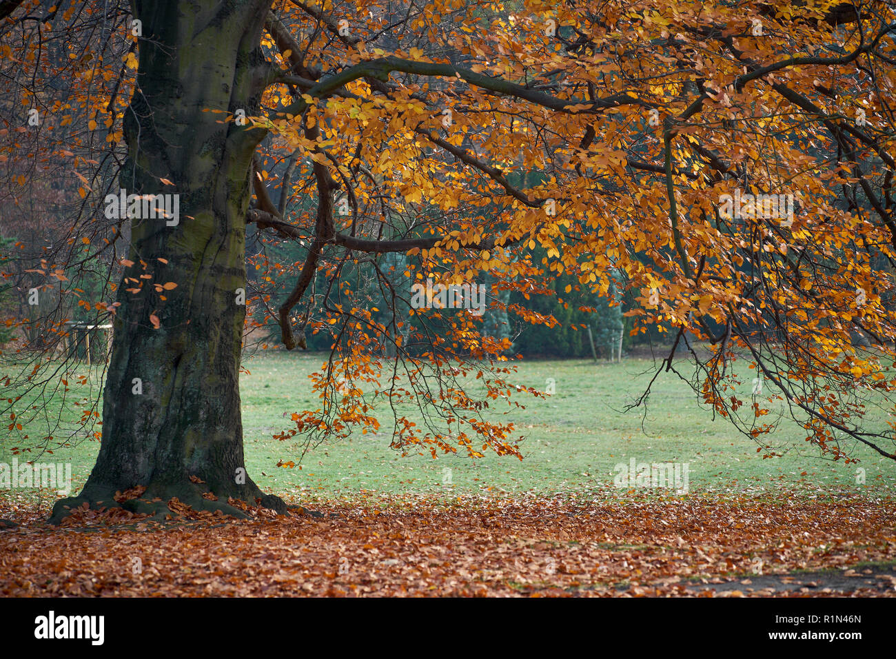 Park Szczytnicki im Herbst Wroclaw Niederschlesien Polen Stockfoto