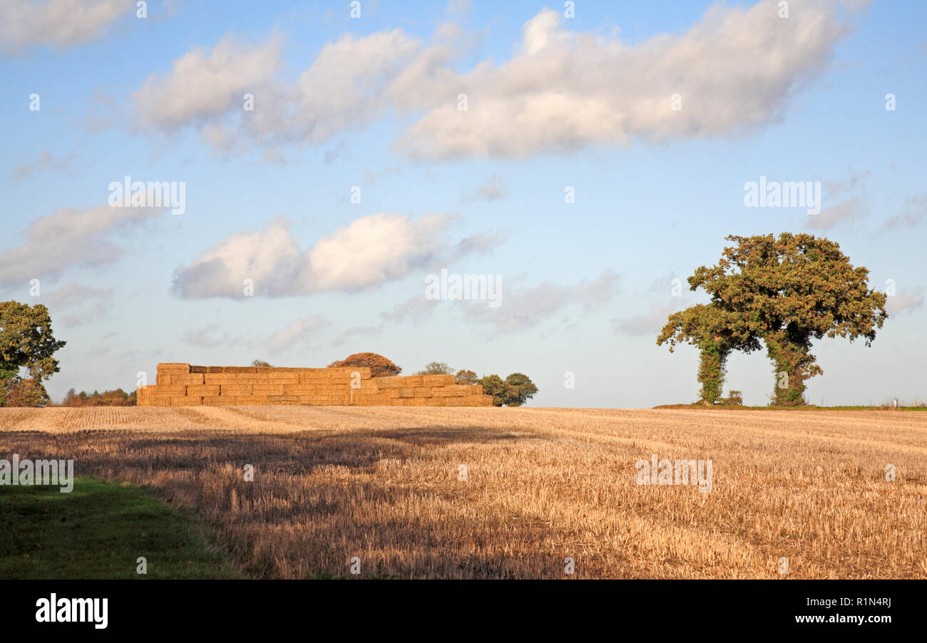 Ein Herbst Ackerland Szene von Stoppeln und Stroh in die Landschaft Billockby, Norfolk, England, Vereinigtes Königreich, Europa stack. Stockfoto
