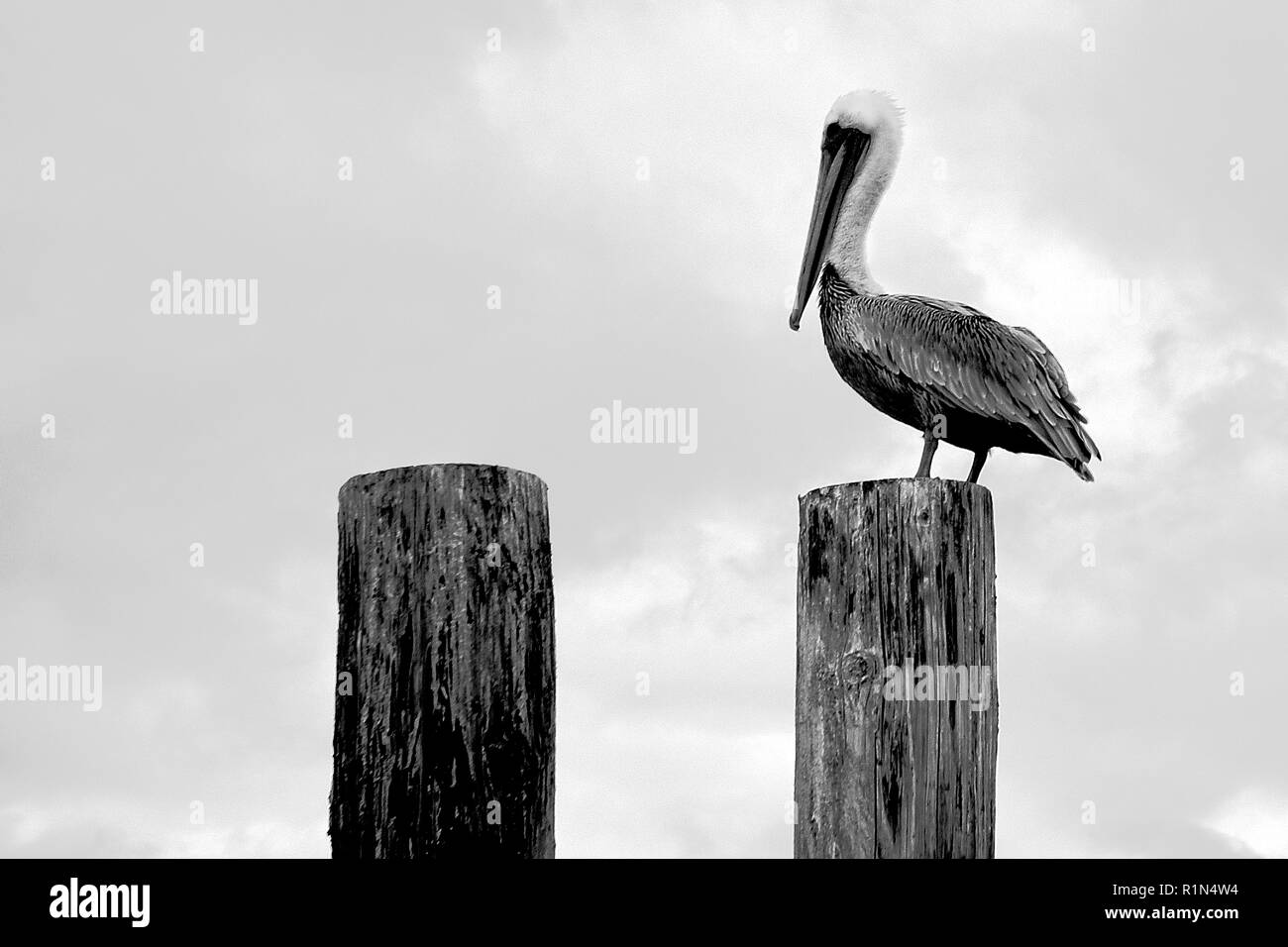 Pelikan sitzt geduldig auf einem piling Scannen für Lebensmittel Stockfoto