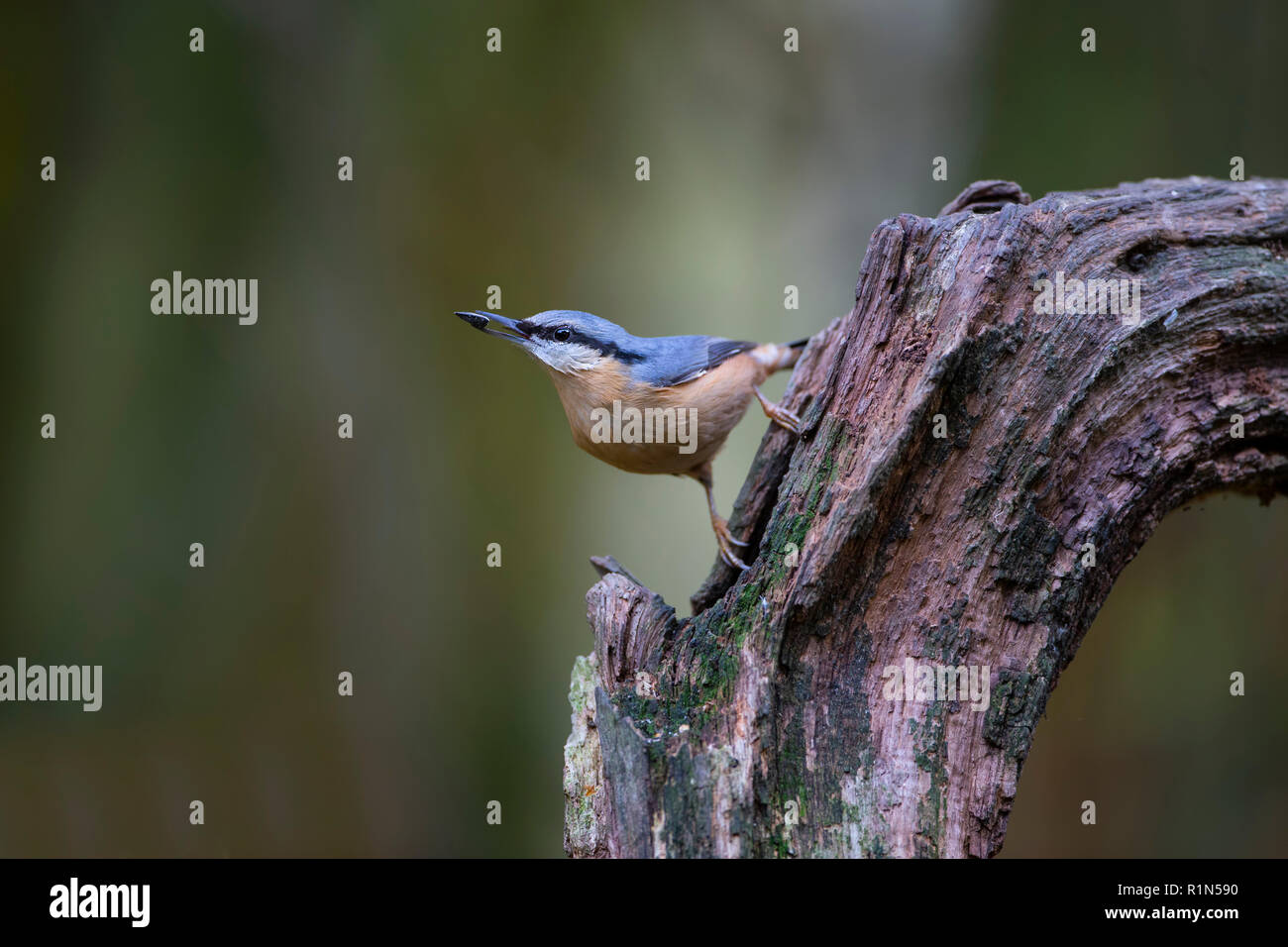 Kleiber Sitta europaea mit einem schwarzen Sonnenblumenkernen in seinem Schnabel und das Hocken auf einem alten knorrigen Baumstumpf Stockfoto