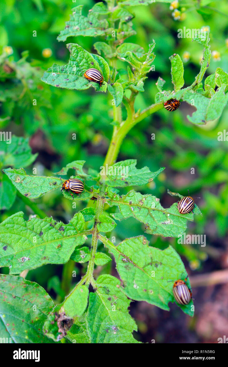 Colorado Käfer auf Kartoffel verlässt. Parasiten in der Landwirtschaft. Coloradokäfer zerstören Kartoffelpflanzen und riesigen Schaden für Betriebe verursachen. Colorado Käfer Essen Stockfoto