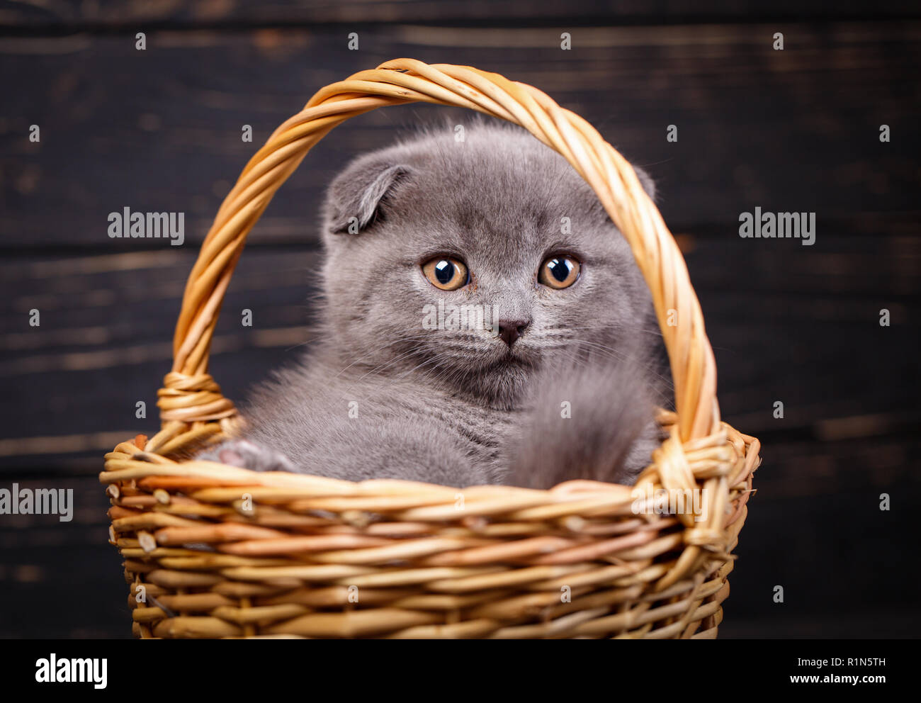 Katze in einem Weidenkorb auf schwarzem Hintergrund Stockfoto