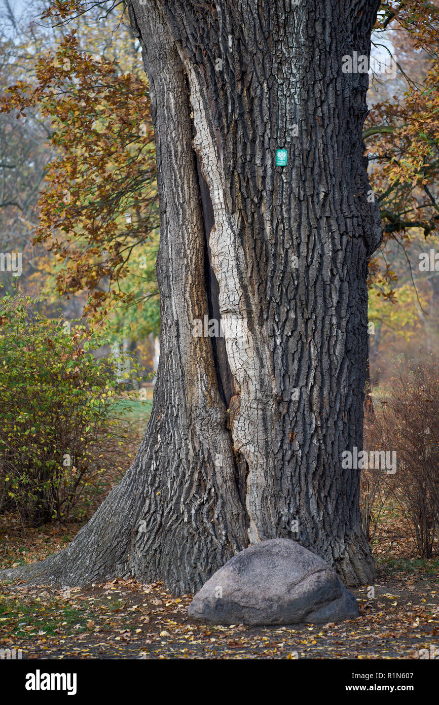 Alte Eiche Stamm von Donner Park Szczytnicki im Herbst Wroclaw Niederschlesien Polen Stockfoto
