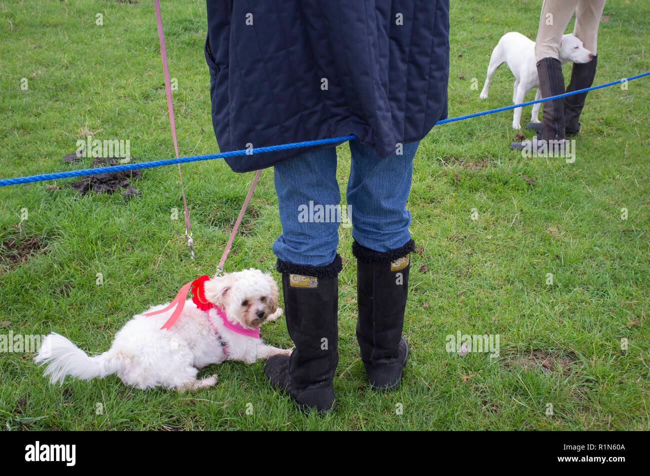 Zwei Hunde von ihren Besitzern Stiefel warten auf ihren Auftritt in der Ewelme, Oxfordshire Spaß Dog Show Stockfoto