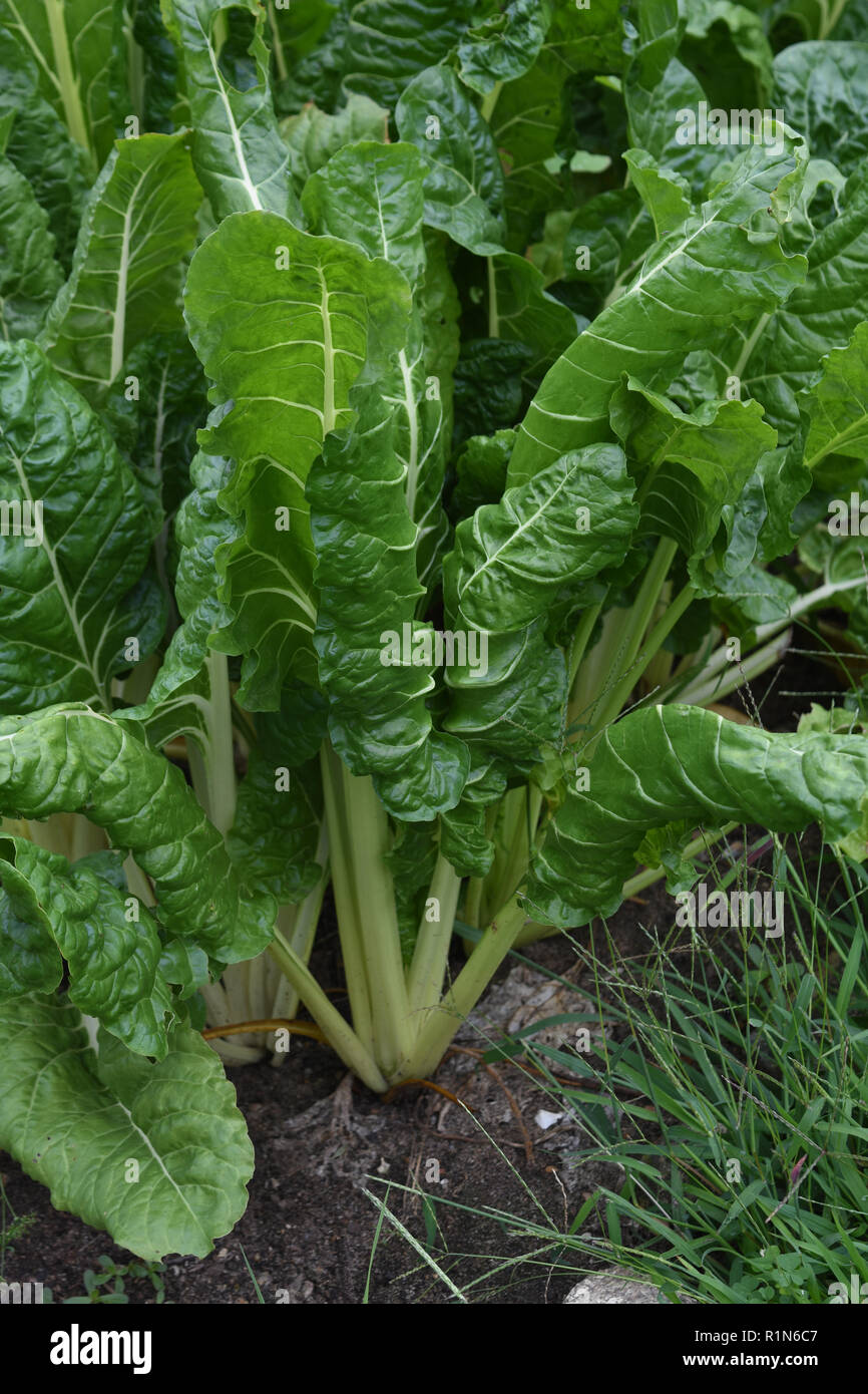 Garten Mit Einer Dicken Grunen Rhabarber Pflanzen Wachsen