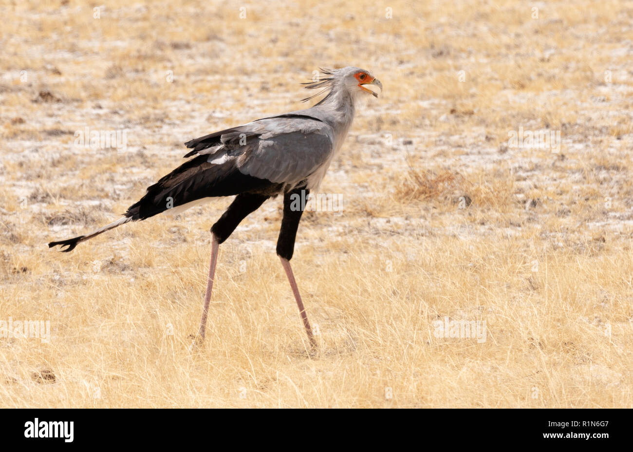 Sekretär (Sagittarius serpentarius), ein erwachsener Vogel, Etosha National Park, Namibia, Afrika Stockfoto