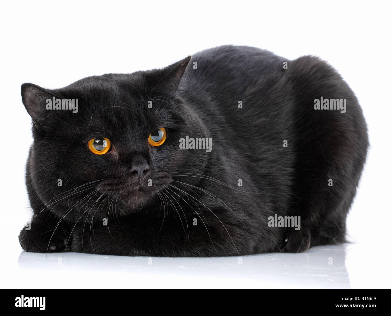 Tier, Cat, pet-Konzept - Schwarze britische Katze Stockfoto