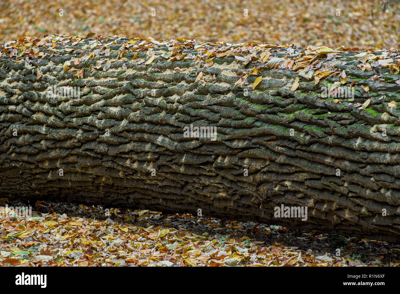 Park Szczytnicki im Herbst Wroclaw Niederschlesien Polen Stockfoto