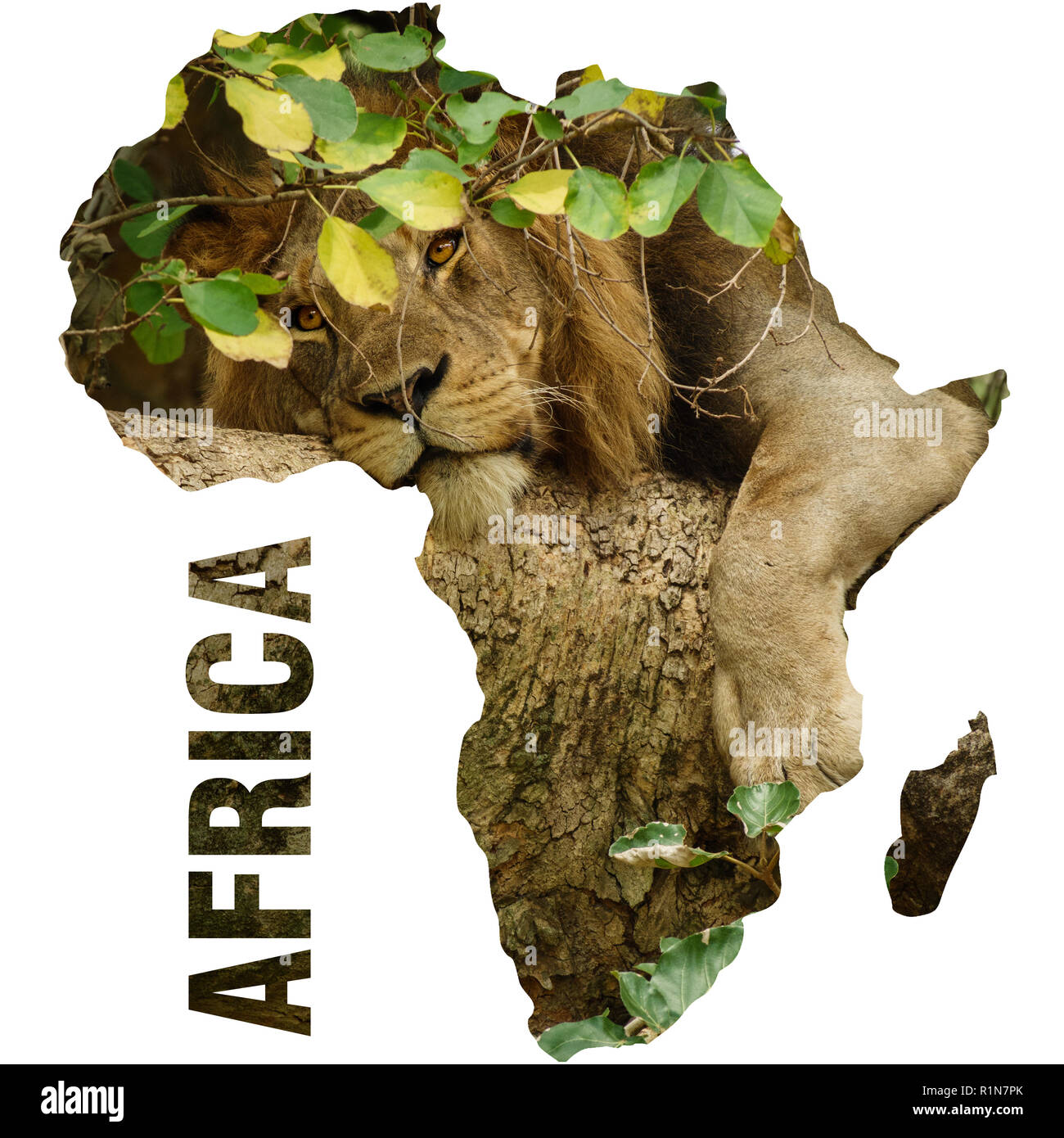 Wild Lion über Ast und Afrika kontinent Umrisse Stockfoto