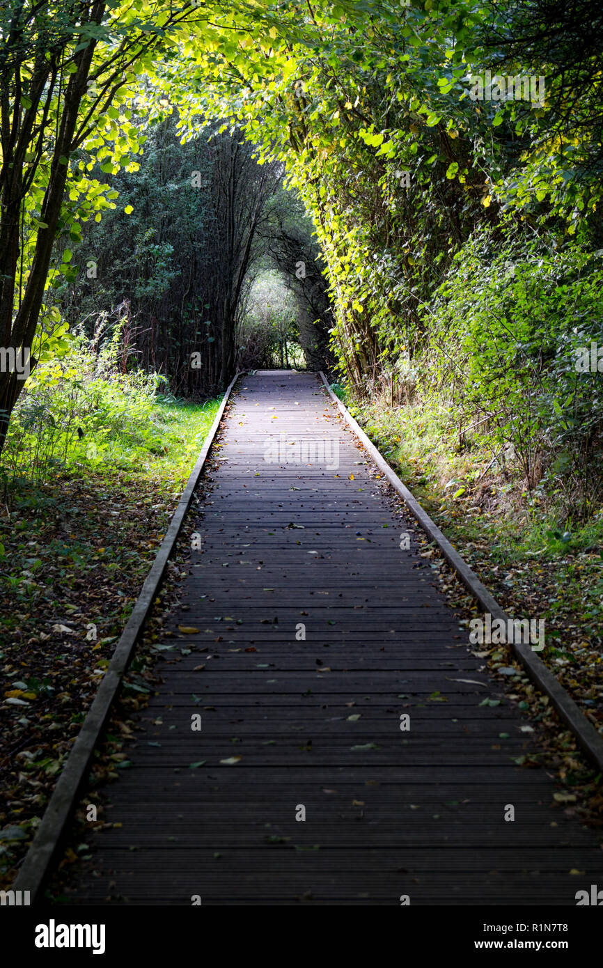Ein Pfad für Radtraktoren mit Stühlen durch den Wald in Pishiobury Park in Sawbridgeworth, Hertfordshire. Es ermöglicht den Zugriff auf den Fluss und Feuchtgebiete Stockfoto