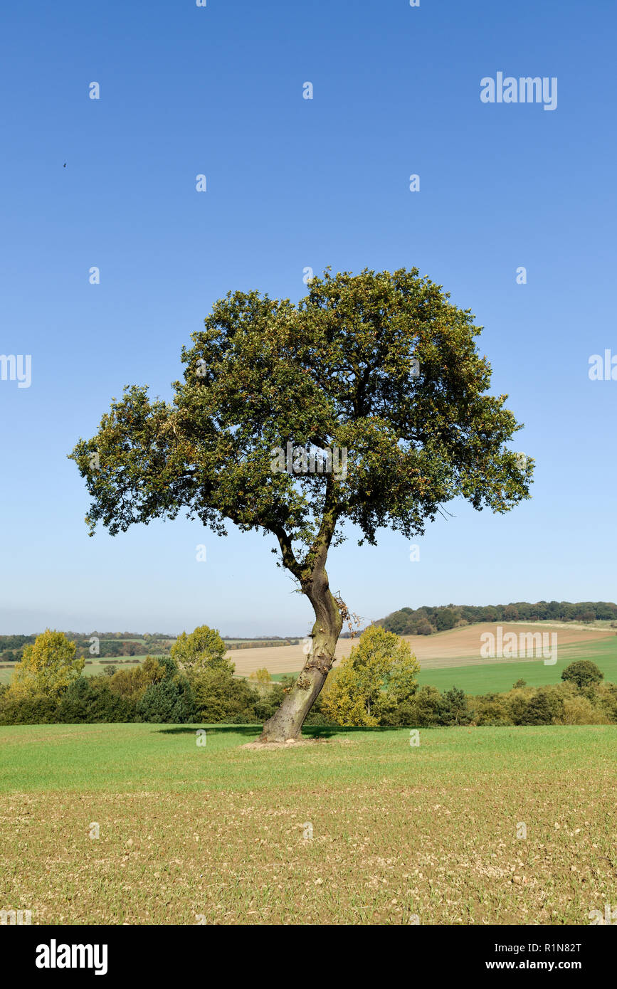 Englisch Oak Tree in der Landschaft im frühen Herbst in Nottinghamshire, UK (Quercus robur). Stockfoto