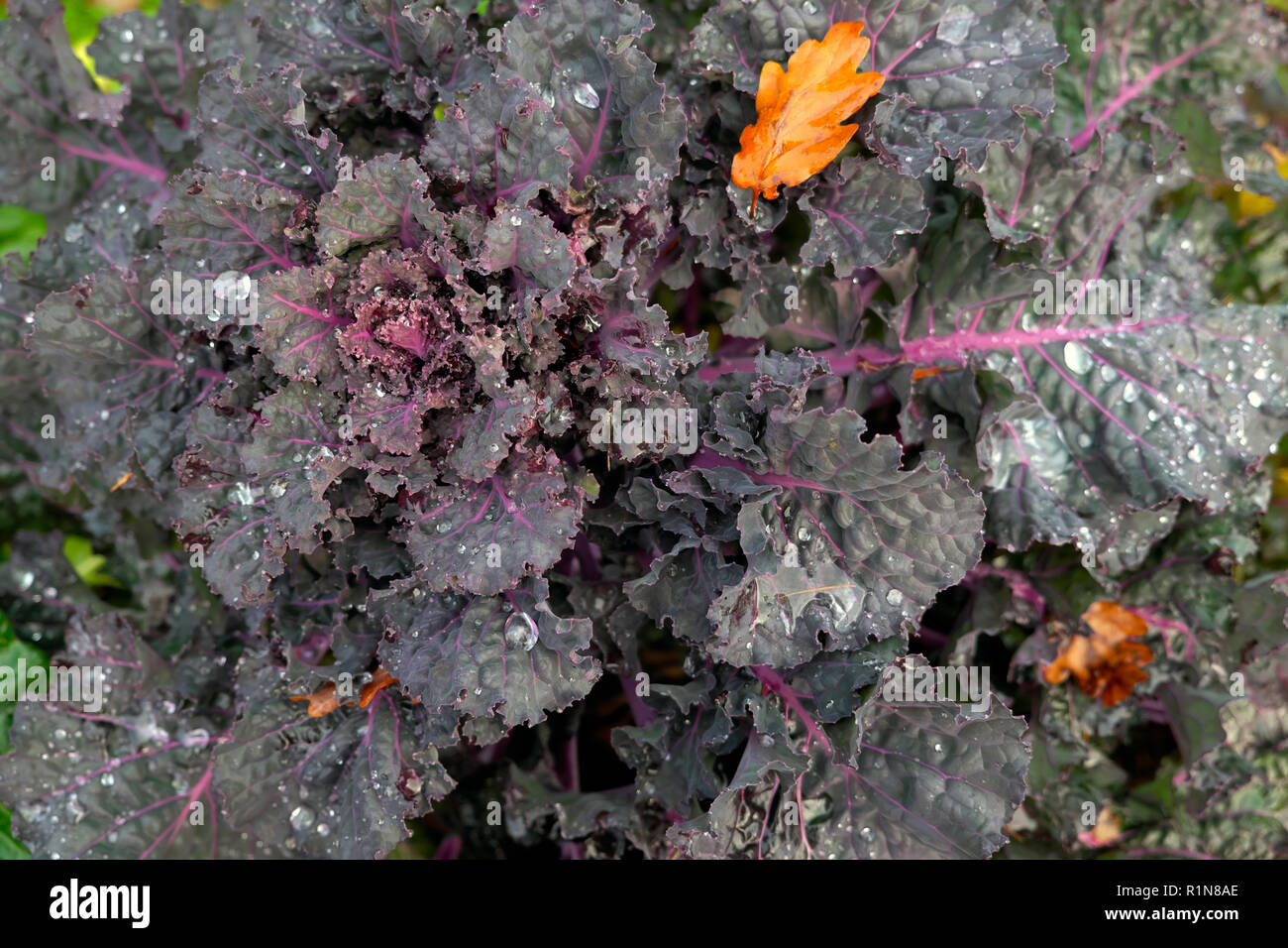 Kalettes Kalette Hybrid Kreuzung zwischen Kale und Brüssel Sprossen wachsen In einem Landgarten im Herbst in Carmarthenshire ländlichen Wales UK KATHY DEWITT Stockfoto