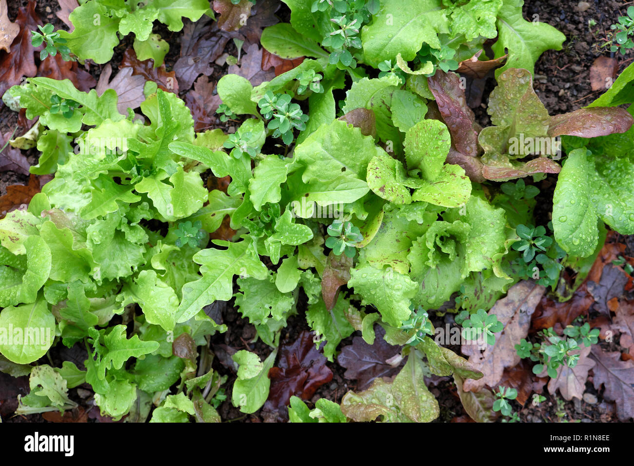Winter Salat Sämlinge wachsen in einem Gemüsegarten Grundstück im November im ländlichen Wales UK KATHY DEWITT Stockfoto