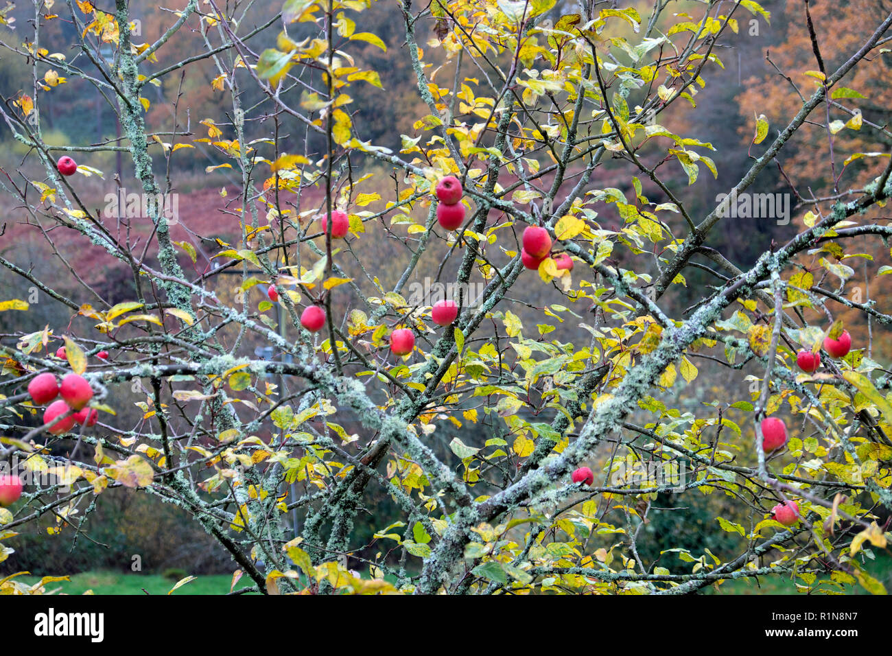 Red crabapples wächst auf einem crabapple Tree mit Niederlassungen in Flechten im November fallen im ländlichen Wales UK KATHY DEWITT Stockfoto