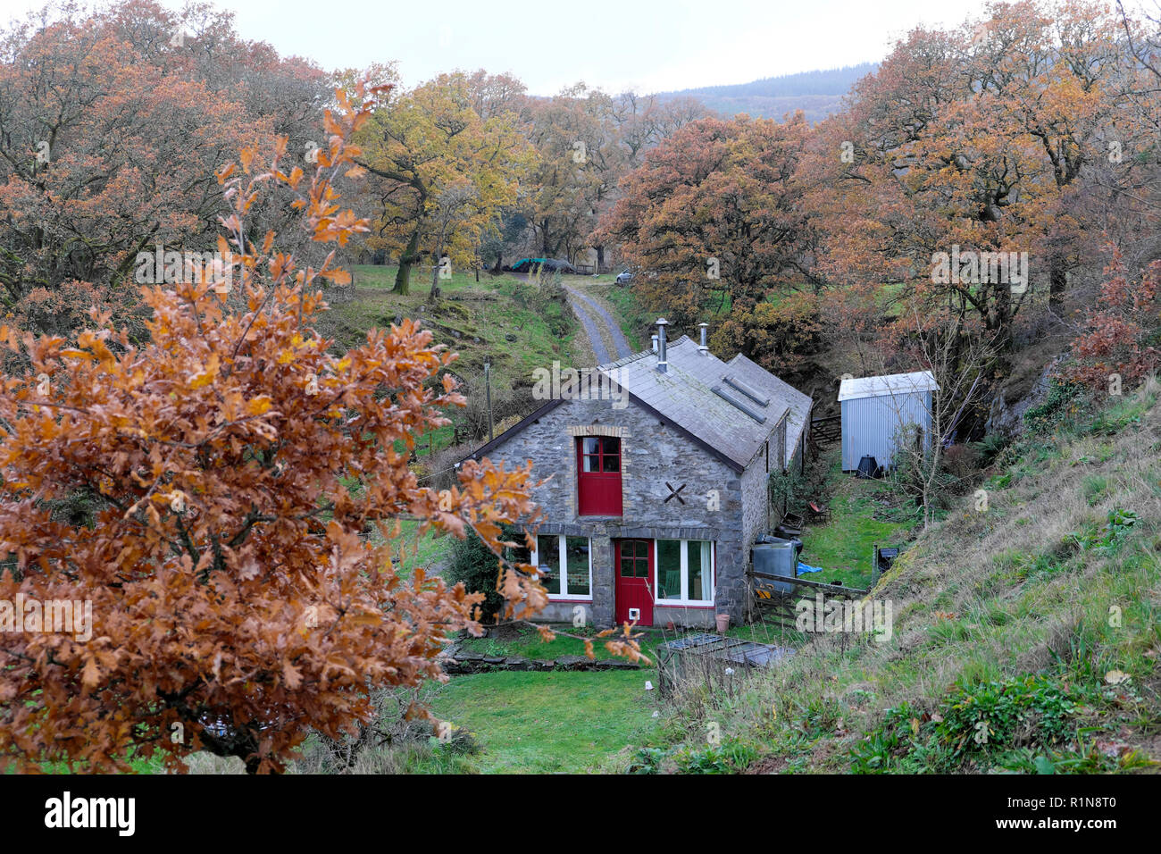 Blick auf einer umgebauten Scheune Haus Home Landhaus aus Stein im Herbst in ländlichen Landschaft mit Eichen und Eichenlaub Carmarthenshire Wales UK KATHY DEWITT Stockfoto