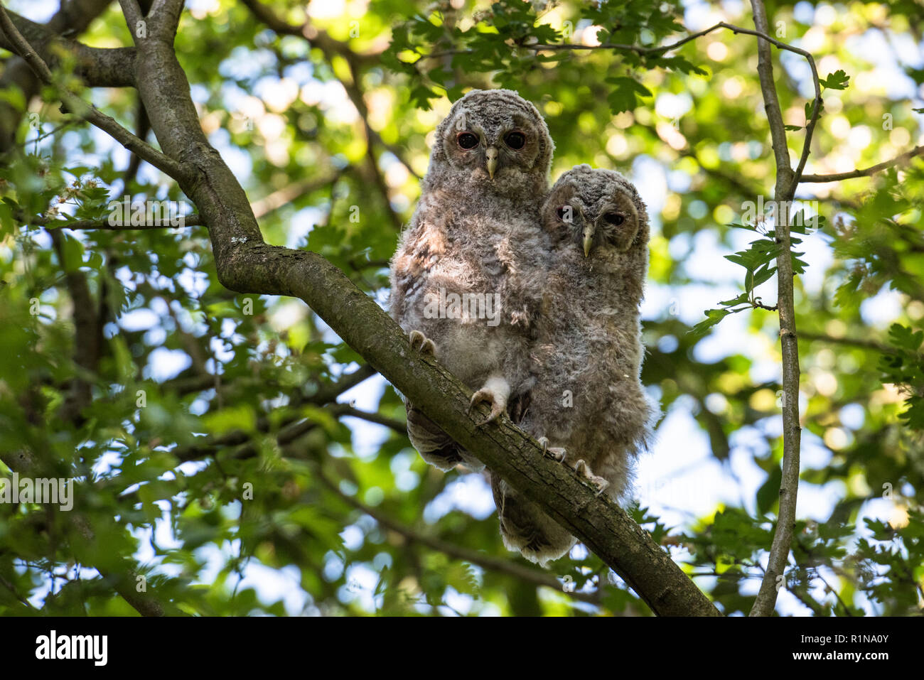Junge tawny Owls (Strix aluco) Peering unten von einer Eiche Stockfoto