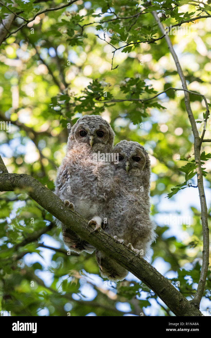 Junge tawny Owls (Strix aluco) Peering unten von einer Eiche Stockfoto